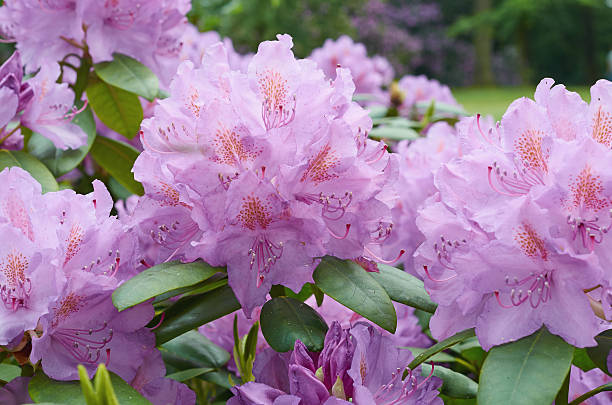 istock Background with pink rhododendron flowers close up. 537394990