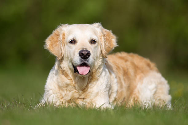 istock Golden Retriever dog outdoors in nature 537395134