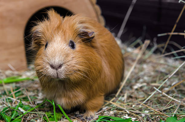 istock Portret of red guinea pig. 537395170