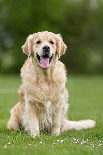 istock Golden Retriever dog outdoors in nature 537395390