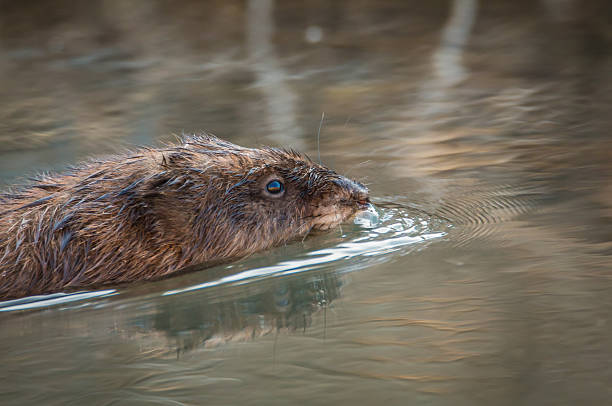 istock Swimming Muskrat - Ondatra zibethicus 537395430