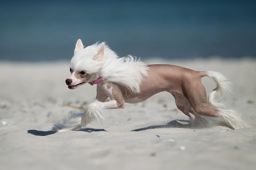 A purebred Chinese Crested dog running without leash outdoors in the nature on a sunny day.