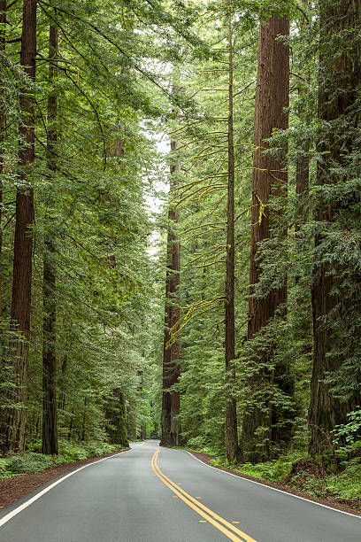 istock Avenue of the Giants 537395474
