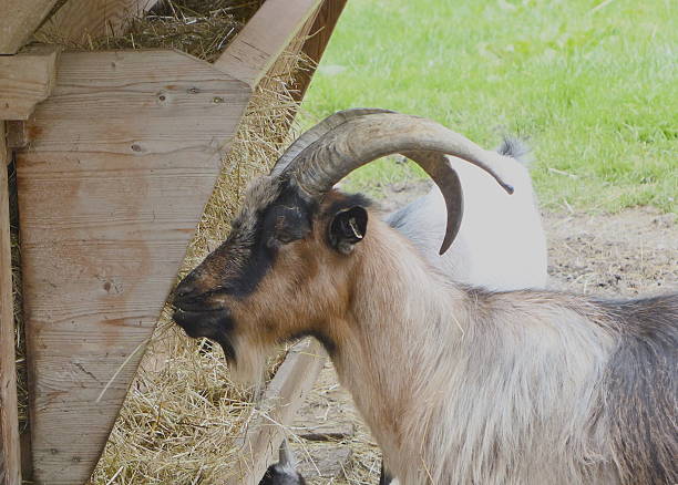 istock Billy Goat in Pertisau, Austria 537395484