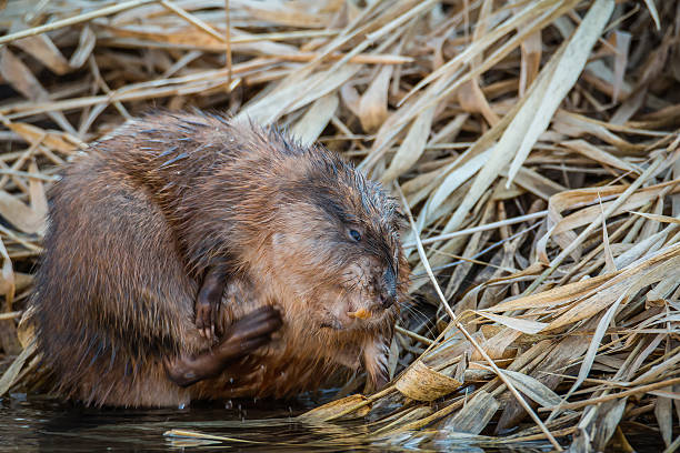 istock Muskrat - Ondatra zibethicus 537395498