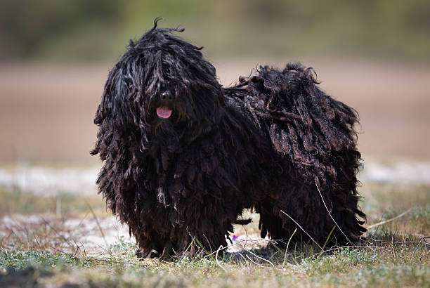Puli dog outdoors in nature stock photo
