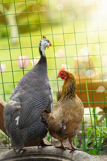 kurczaka i perliczki w słoneczny dzień - male animal vertebrate one animal guinea fowl zdjęcia i obrazy z banku zdjęć