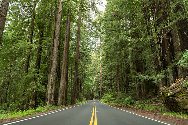 istock Avenue of the Giants 537395978