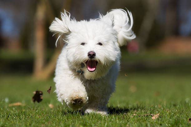 Coton de Tulear dog running outdoors in nature A purebred Coton de Tulear dog running without leash outdoors in the nature on a sunny day. coton de tulear stock pictures, royalty-free photos & images