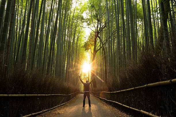 Concept of Success in a natural setting Rejoicing in a stunning natural bamboo forest at sunrise. Stock image with the cocepts of success, winning, joy, nature, environment, spirituality and religion. spectacular view stock pictures, royalty-free photos & images