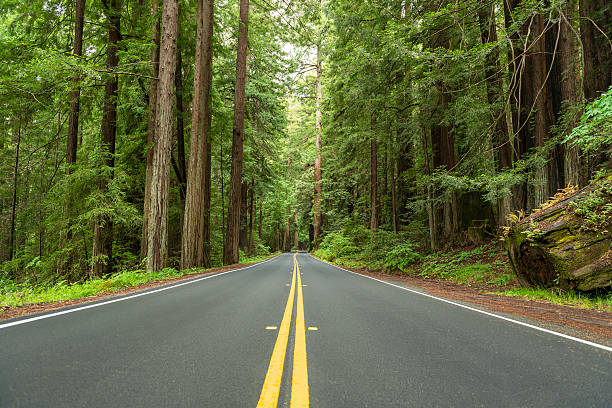 istock Avenue of Giants 537396486
