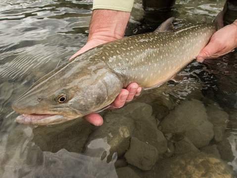 Man holding a bull trout before releasing it.