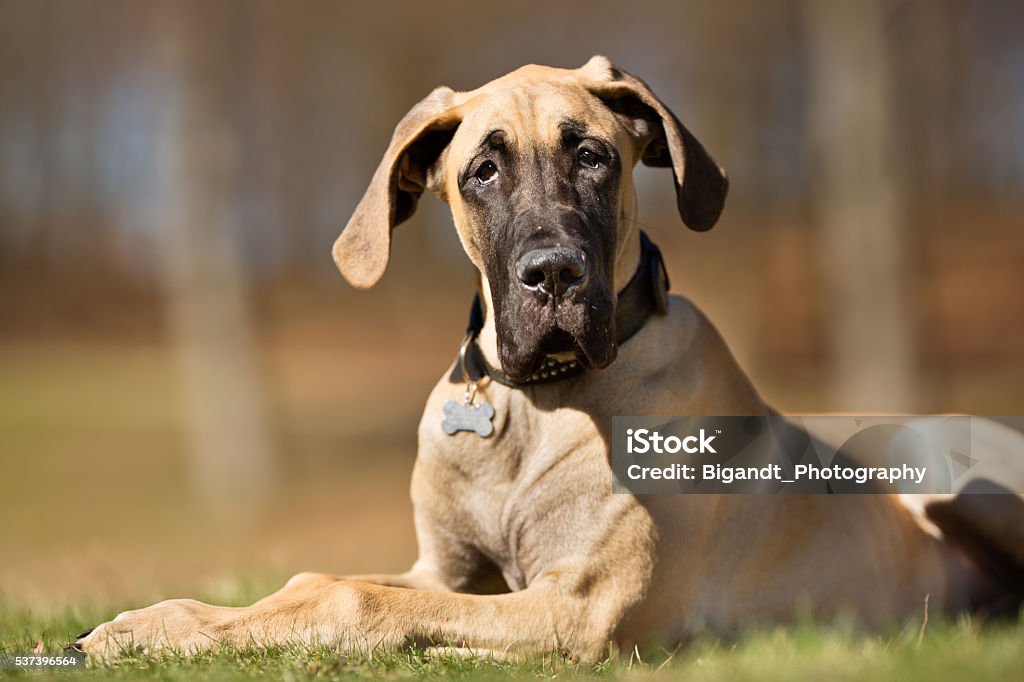 Great Dane dog outdoors in nature A purebred Great Dane dog without leash outdoors in the nature on a sunny day. Great Dane Stock Photo