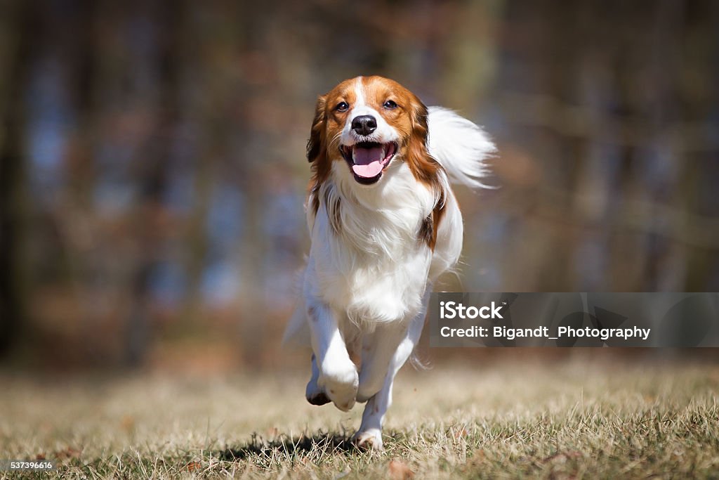 Kooikerhondje chien en plein air dans la nature - Photo de Chien libre de droits