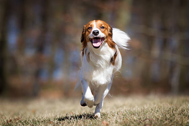 Kooikerhondje dog outdoors in nature A purebred Kooikerhondje dog without leash outdoors in the nature on a sunny day. approaching stock pictures, royalty-free photos & images