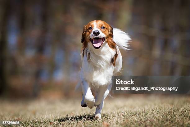 Kooikerhondje Dog Outdoors In Nature Stock Photo - Download Image Now - Dog, Running, Approaching