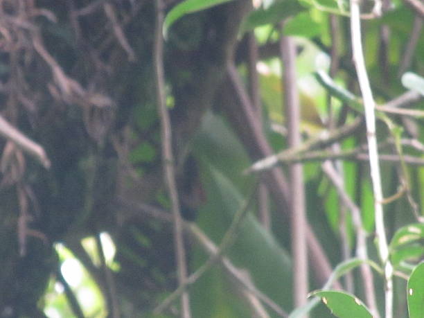 istock In My House Garden 537396722
