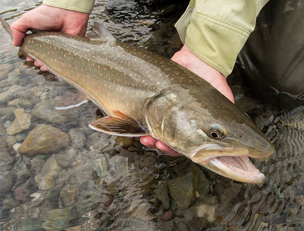 Bull Trout A man holding a bull trout before releasing it. bull trout stock pictures, royalty-free photos & images