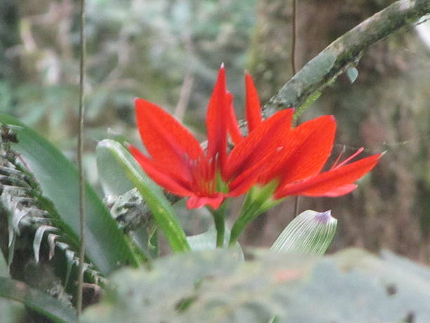 istock In My House Garden 537397818