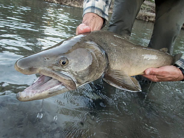 Bull Trout A man holding a large bull trout before releasing it. bull trout stock pictures, royalty-free photos & images