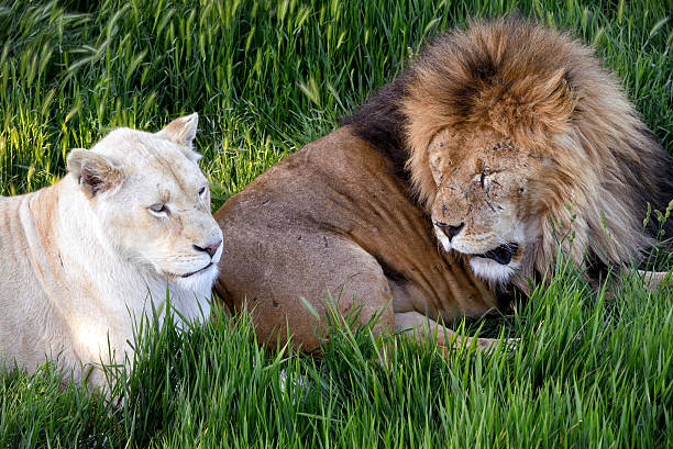 istock The lion couple relaxing on the grass 537397892