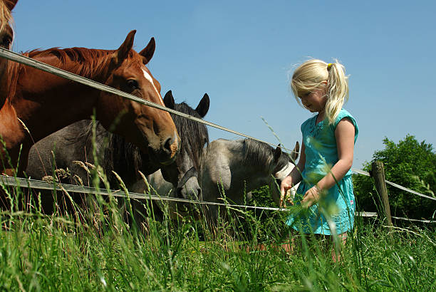 istock Girl feeding the horses 537398122