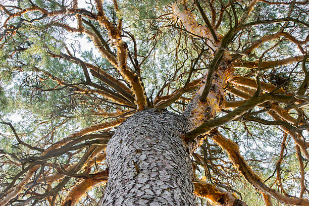drzewo na tle nieba.   - mobilestock horizontal branch tree trunk zdjęcia i obrazy z banku zdjęć