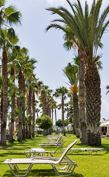 istock Mediterranean palm beach with sunbeds. 537398666