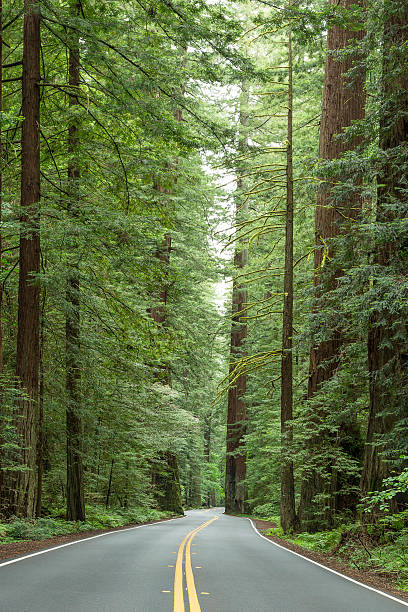 istock Avenue of Giants 537398746