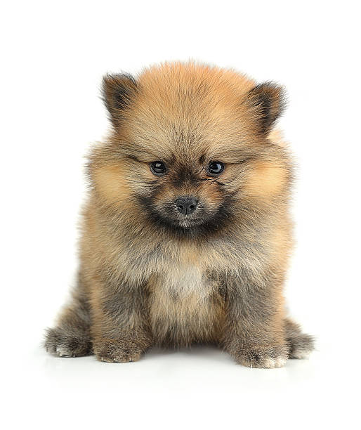 istock Pomeranian puppies isolated on white background. 537400091