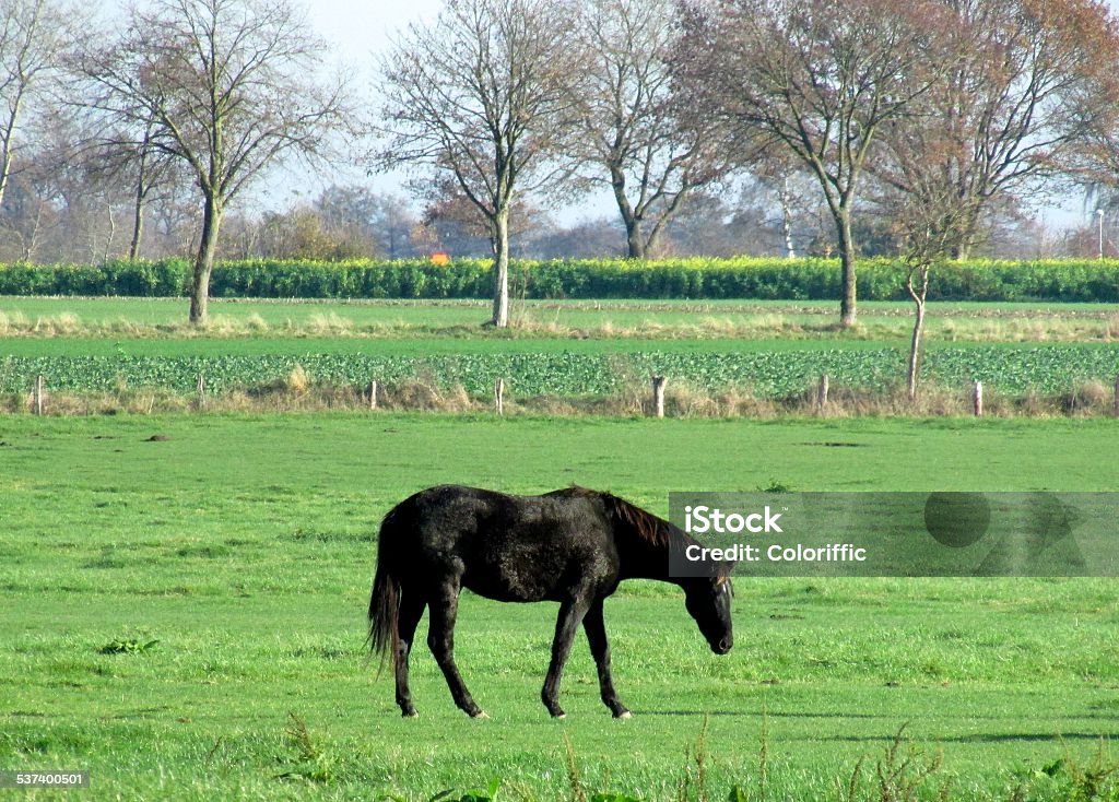 Horse in Pasture Germany Black horse in the pasture 2015 Stock Photo