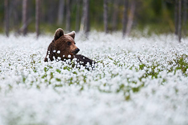 Beautiful bear among the cotton grass stock photo