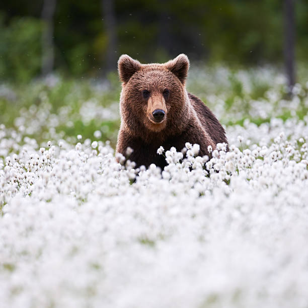 istock Beautiful bear among the cotton grass 537400826