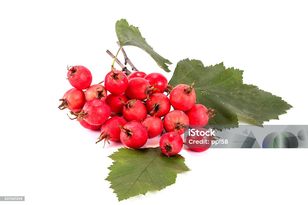 Crataegus aestivalis Branch plants with Crataegus aestivalis berries isolated on white background 2015 Stock Photo