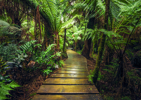Wooden planks making up a winding walkway through lush rainforest ferns and trees in Victoria State, Australia.