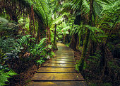 Rainforest walkway