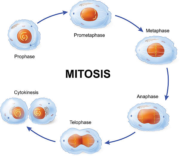세포 나눗셈.  유사 분열. - 유사 분열 stock illustrations