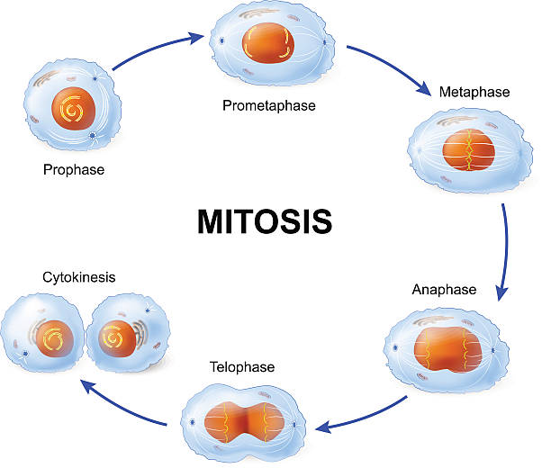 ilustrações, clipart, desenhos animados e ícones de divisão celular.  mitosis. - mitose