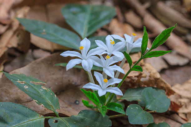 istock beautiful wild flower in forest 537401892
