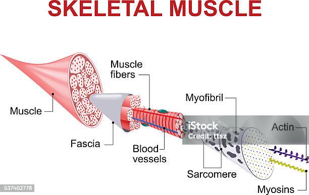Ilustración de Estructura Del Músculo Esquelético y más Vectores Libres de Derechos de Musculoso - Musculoso, Anatomía, Músculo de animal