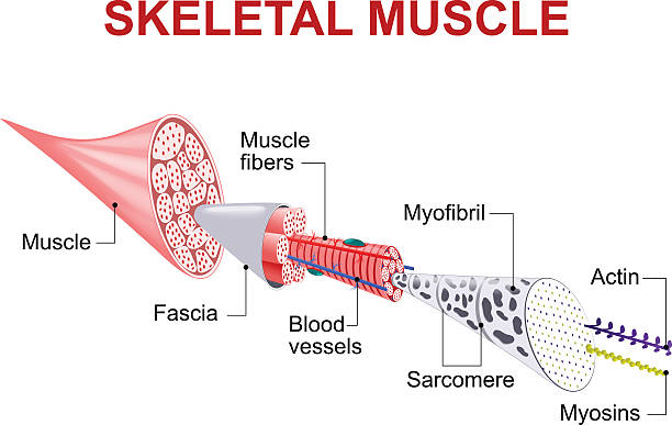illustrazioni stock, clip art, cartoni animati e icone di tendenza di struttura del muscolo scheletrico - human muscle muscular build animal muscle anatomy