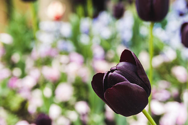 istock Bud black Tulip on a background of flowering lawn 537403012