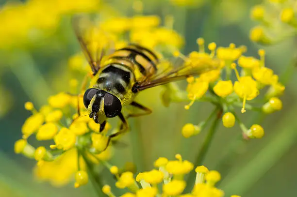 Macro image of feeding insect