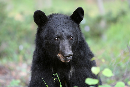 This North American Black Bear was photographed in Northern New Mexico up in the Sangre de Cristo mountains.  She came around often and eventually brought her cubs.  She was easily recognizable by her notched ear.