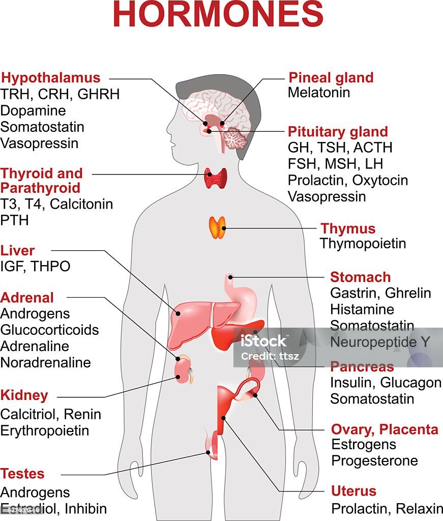 Endocrine gland and hormones Endocrine gland and hormones. Human endocrine system.  anatomy.  Human silhouette with highlighted red color internal organs. Hormone stock vector