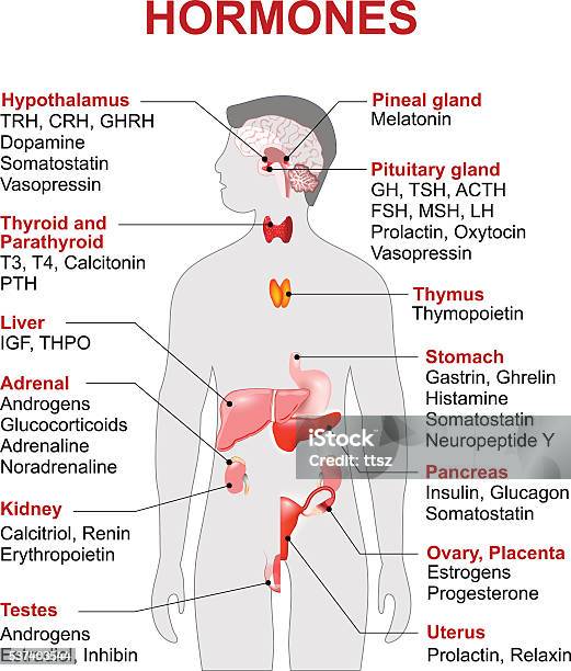 Endocrine Gland And Hormones Stock Illustration - Download Image Now - Hormone, Endocrine System, Cortisol