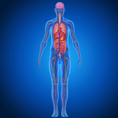 The human body is the entire structure of a human being and comprises a head, neck, trunk (which includes the thorax and abdomen), arms and hands, legs and feet. Every part of the body is composed of various types of cell.