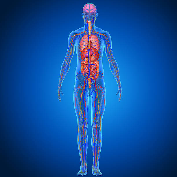 41,500+ Human Body Organ Placement Stock Photos, Pictures & Royalty ... Biology Diagrams