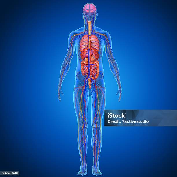Human Anatomy Stock Photo - Download Image Now - The Human Body, Order, Anatomy