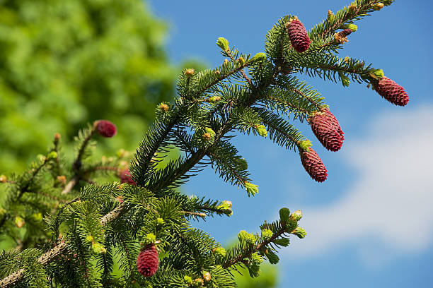 istock Young red cones at the pine tree branch in spring. 537403952